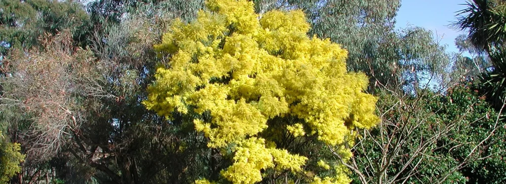 Mengeksplorasi keunikan flora dan fauna benua australia - Acacia