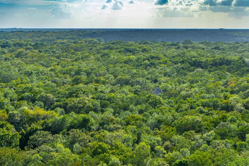 Kawasan hutan yang berfungsi sebagai kawasan pengawetan aneka ragam flora dan fauna