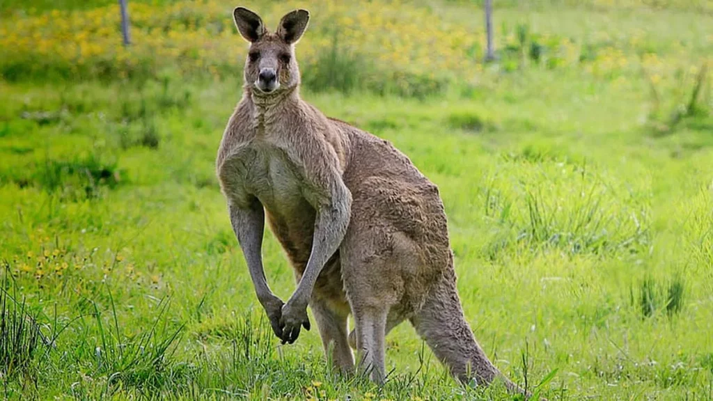 Mengeksplorasi keunikan flora dan fauna benua australia - Kanguru