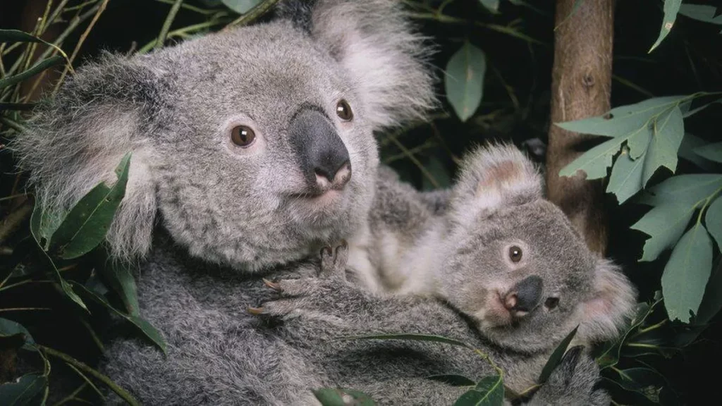 Mengeksplorasi keunikan flora dan fauna benua australia - Koala
