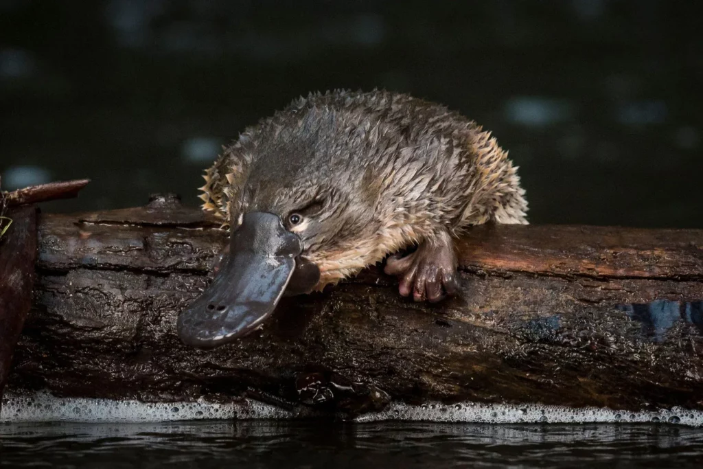 Mengeksplorasi keunikan flora dan fauna benua australia - Platypus