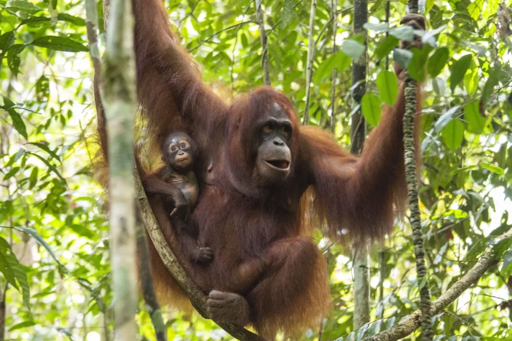 Flora dan Fauna Endemik yang terancam punah di Indonesia - Orangutan Kalimantan (Pongo Pygmaeus)