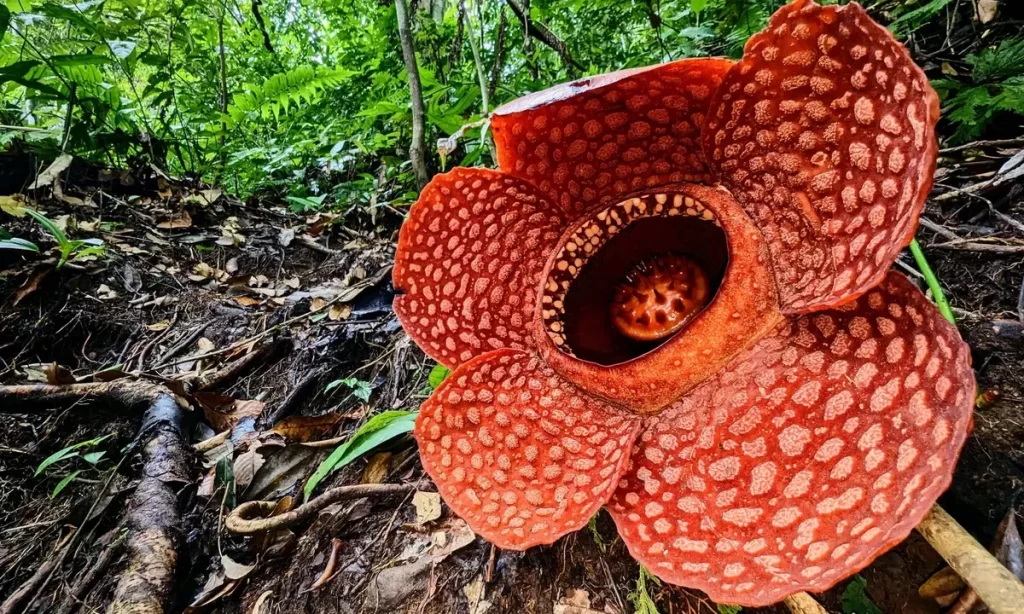 Flora dan Fauna Endemik yang terancam punah di Indonesia - Rafflesia Arnoldii)
