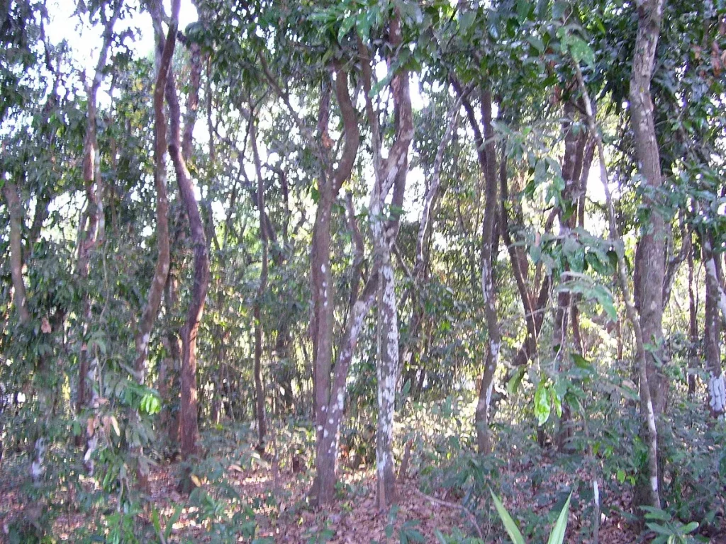 Eksplorasi Flora dan Fauna endemik di pulau Jawa - Eboni (Diospyros Eboni)