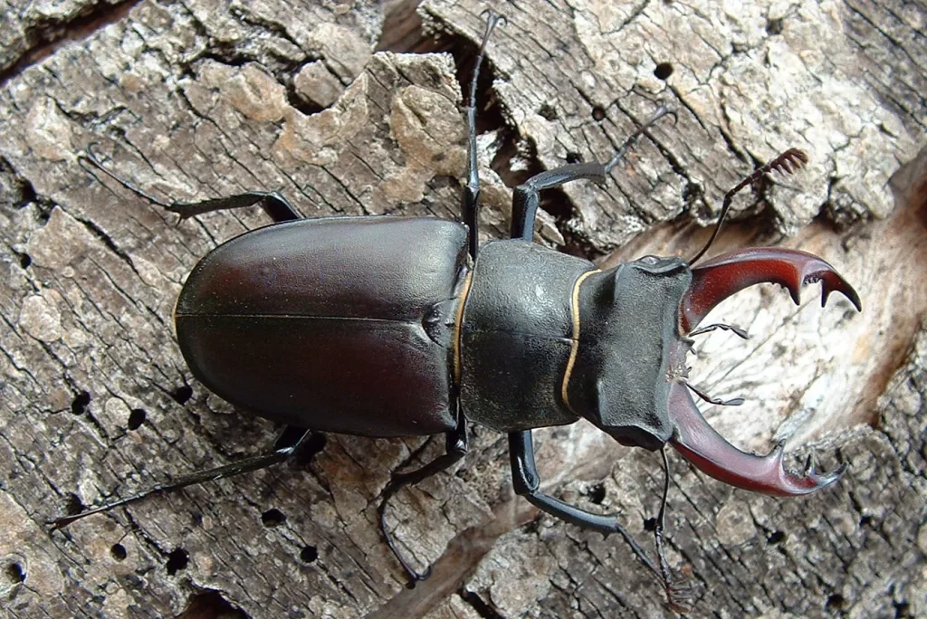 Eksplorasi Flora dan Fauna endemik di pulau Jawa - Kumbang Tanduk Panjang
