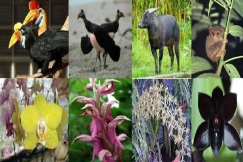 Flora dan Fauna Endemik di daerah Papua dan Papua Barat