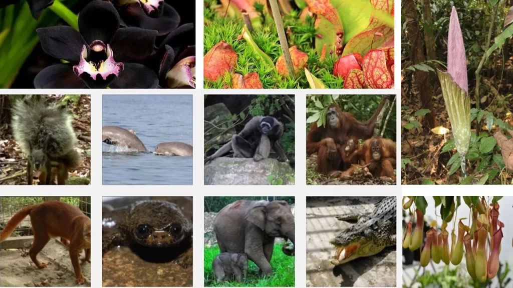 Keunikan Flora dan Fauna Endemik di pulau Kalimantan