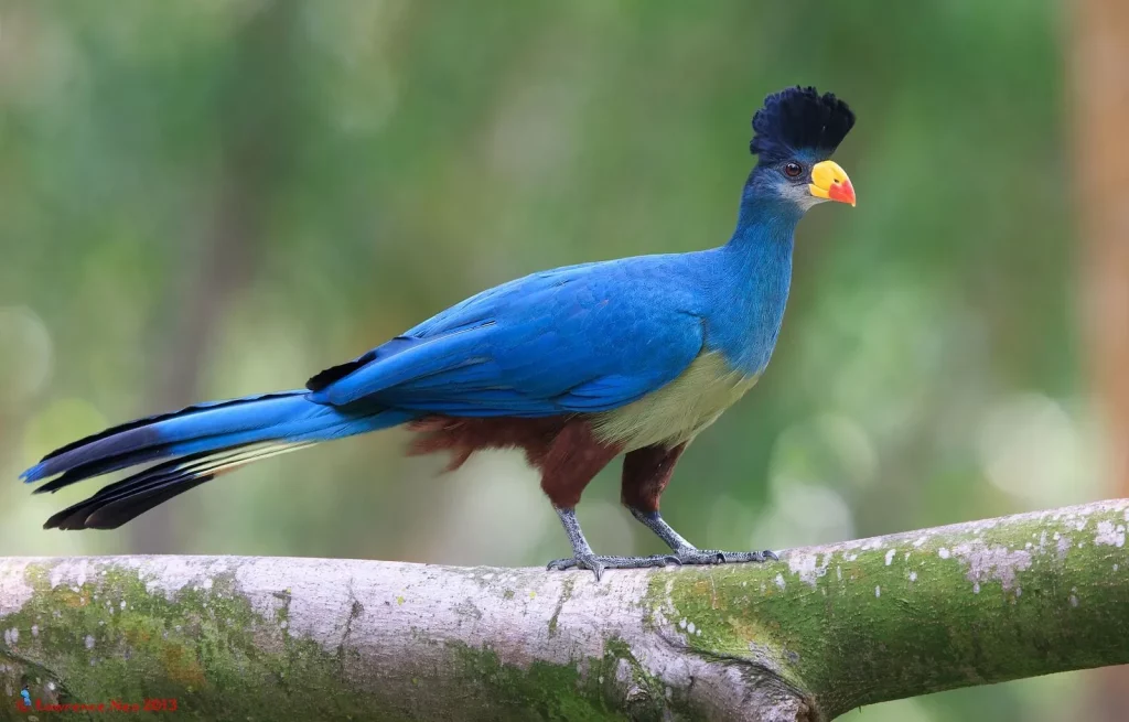Flora dan fauna endemik benua afrika: pesona alam yang unik dan langka - Burung Turako Biru