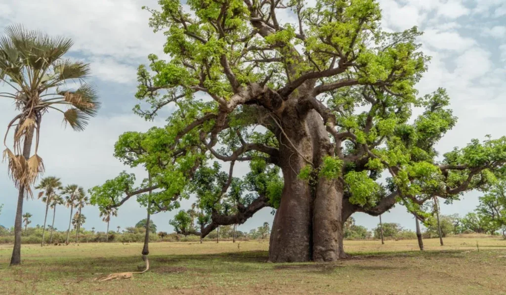 Flora dan Fauna Endemik benua Afrika: pesona alam yang unik dan langka - Baobab Adansonia 
