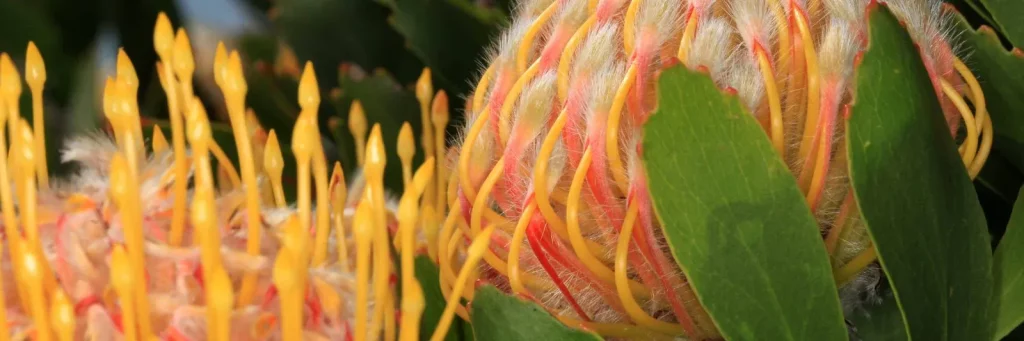 Flora dan fauna endemik benua afrika: pesona alam yang unik dan langka - Protea