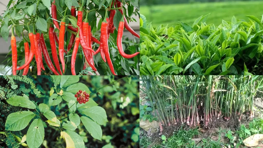 Flora dan Fauna Oriental yang berkhasiat dan bermanfaat untuk kesehatan dan industri 