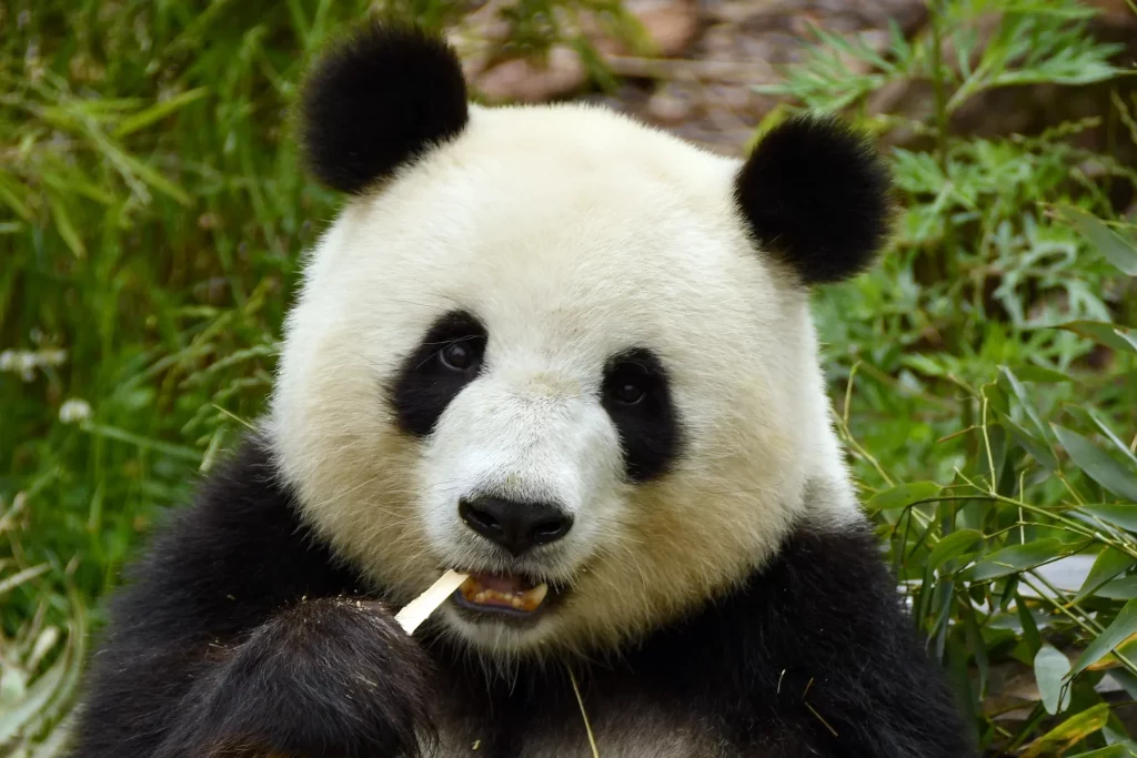 Panda Besar (Ailuropoda melanoleuca)