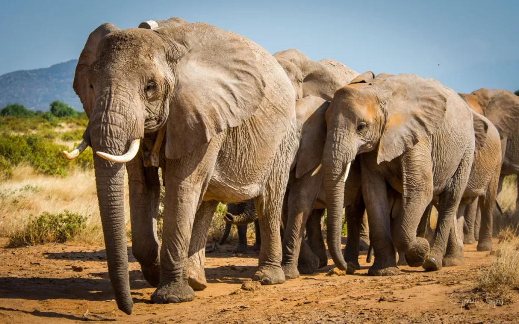 Flora dan fauna endemik benua afrika: pesona alam yang unik dan langka - Gajah Afrika