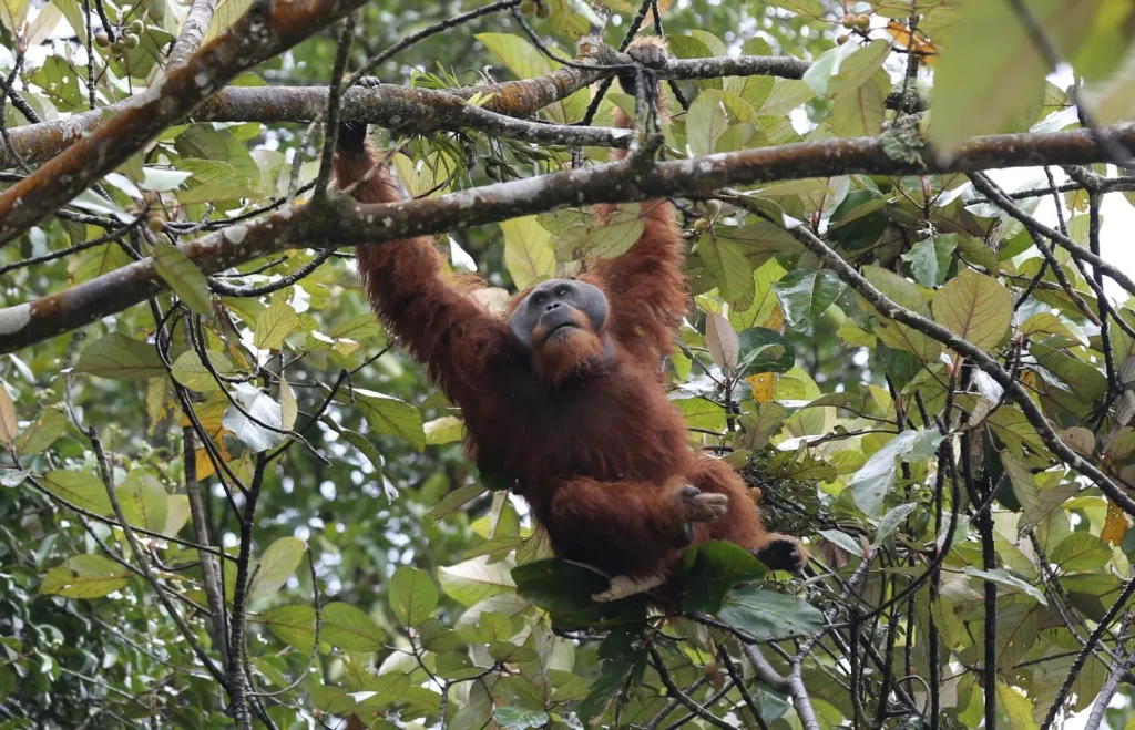 Orangutan Sumatera (Pongo abelii)