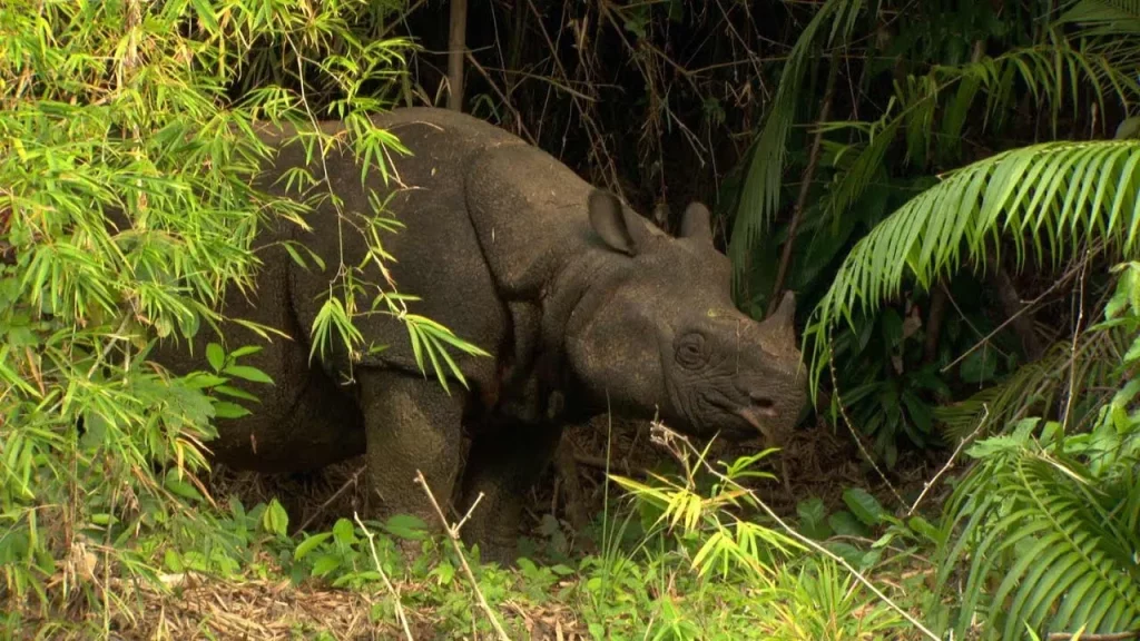 Badak Jawa (Rhinoceros sondaicus)