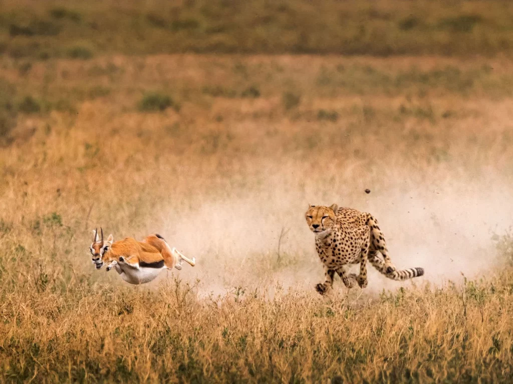 Flora dan fauna endemik benua afrika: pesona alam yang unik dan langka - Cheetah