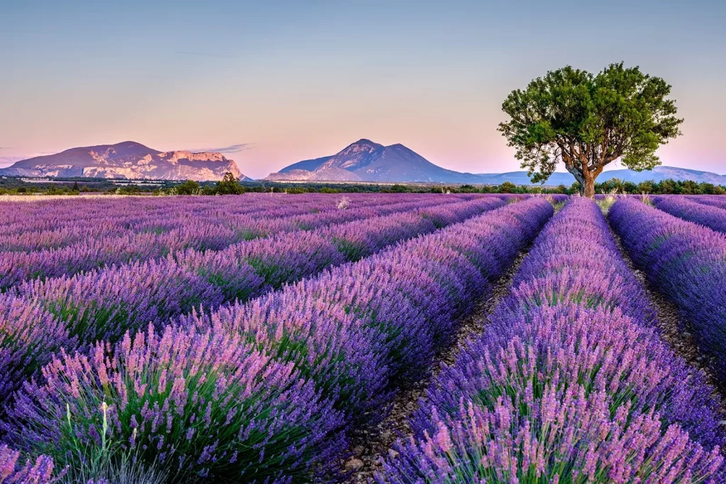 Keanekaragaman dan Keunikan Flora Hias - Lavender (Eropa)