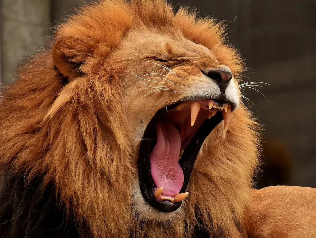 Mengenal Binatang Karnivora, Predator paling gnas di alam - Singa