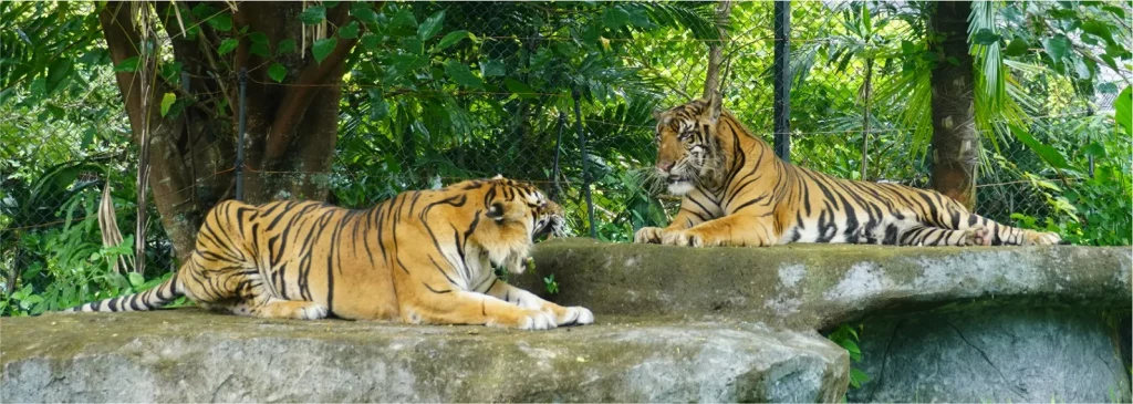 Mengenal Binatang Karnivora, Predator paling gnas di alam - Harimau
