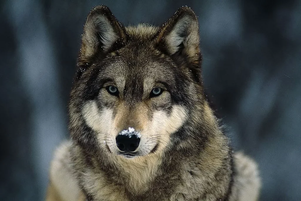 Mengenal Binatang Karnivora, Predator paling gnas di alam - Serigala