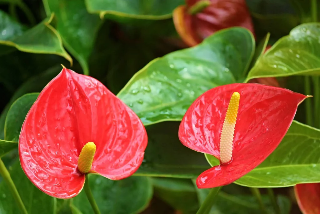 Keanekaragaman Flora Hias - Anthurium