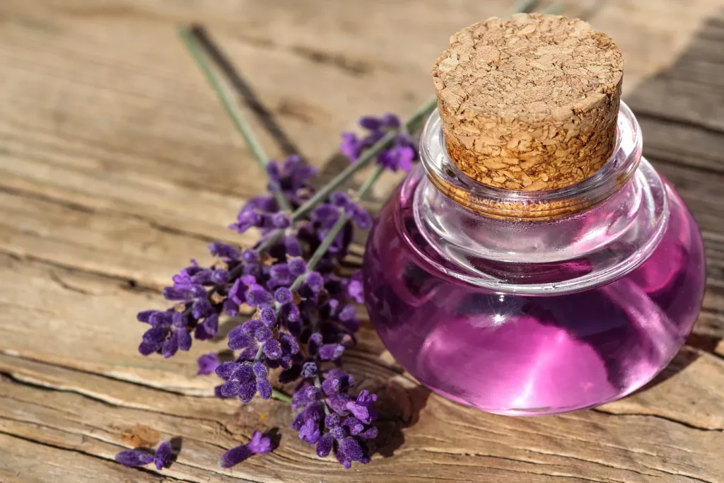 Flora Obat-obatan - Kasiat Lavender